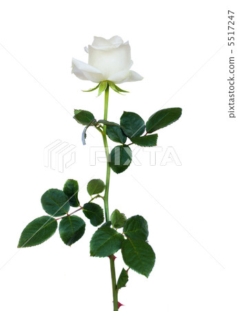 one white rose one white rose 5517247