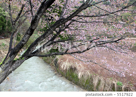 Double cherry blossoms Double cherry blossoms 5517922