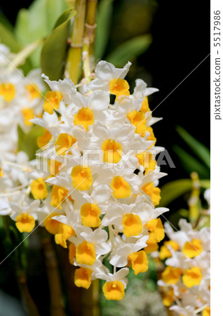 石斛Cilci Floram 5517986