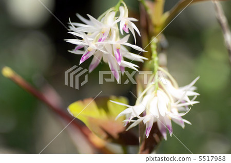 石斛·紫水晶Gurusumu 5517988