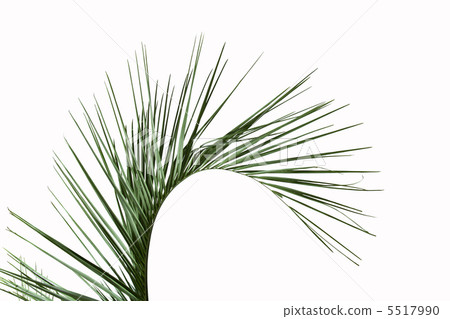 一棵壽衣樹 一棵壽衣樹 5517990