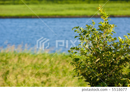 河邊樹和河邊風景 河邊樹和河邊風景 5518077