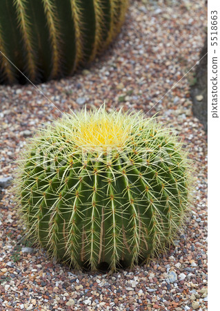 Cacti Gold 5518663
