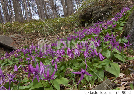 里山春天 5519063