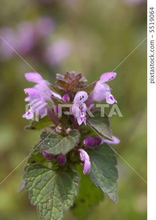 可愛的公主舞女 5519064