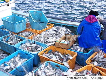 鯡魚鯡魚 5519066