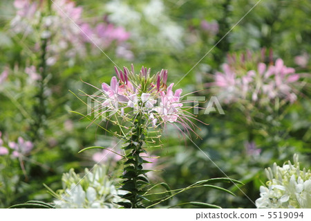 Flower of Creme 5519094