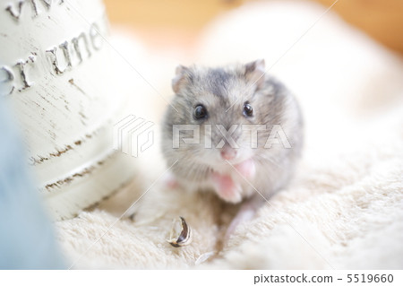 Djangarian hamster 5519660