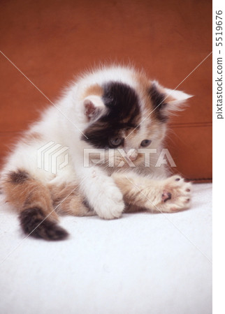 Mike cat 5519676