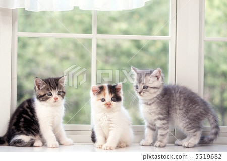 Three kitten of the window side 5519682