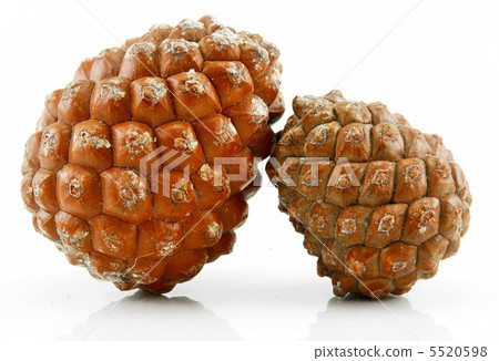 Cone of Siberian Cedar Isolated on White Cone of Siberian Cedar Isolated on White 5520598