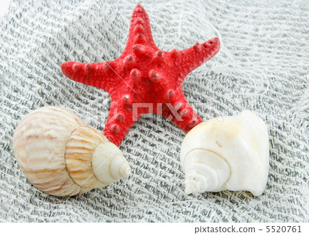 Colored Seashell (Starfish and Scallop) on a Fishing Net 5520761