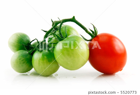Ripe Wet Red and Green Tomatoes Isolated on White Ripe Wet Red and Green Tomatoes Isolated on White 5520773