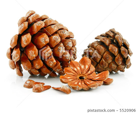 Nuts and Cone of Siberian Pine Isolated on White 5520906