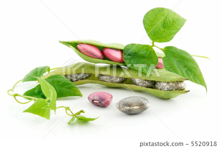 Ripe Haricot Beans with Seed and Leaves Isolated on White 5520918