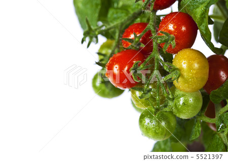 Ripe garden tomatoes 5521397