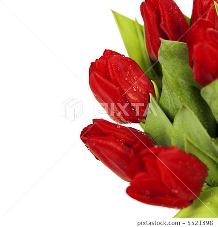 red tulips red tulips 5521398