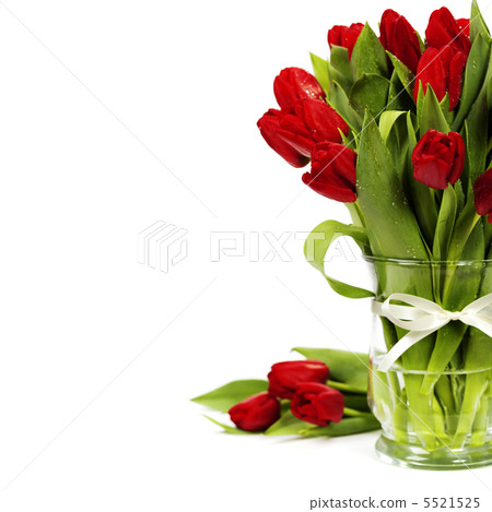 red tulips red tulips 5521525
