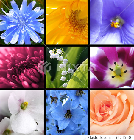 Flowers collage 5521560