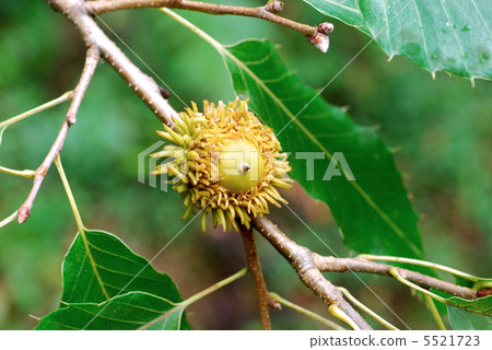 橡果 麻栎 山毛榉科(植物种类)