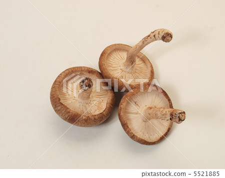Three raw shiitake mushrooms Three raw shiitake mushrooms 5521885