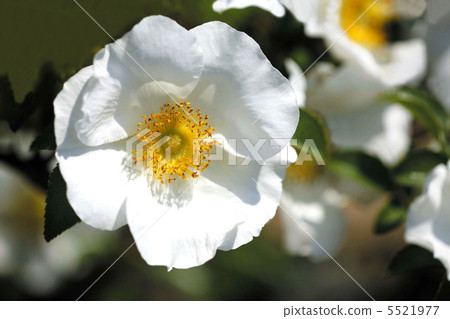 原來玫瑰 原來玫瑰 5521977