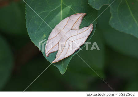 Yamatokagiba 5522502