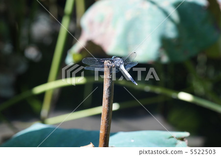 裁剪標記 5522503