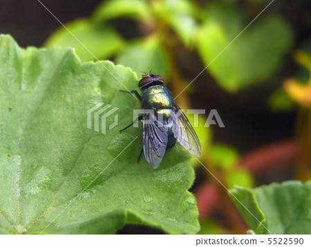 飛翔 飛翔 5522590