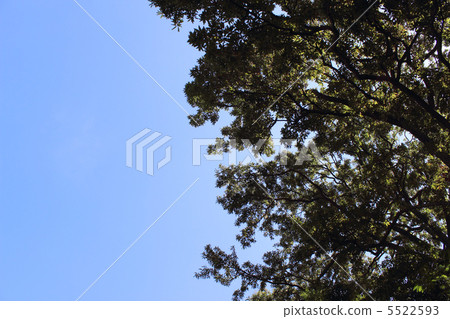 藍天和新綠色 5522593