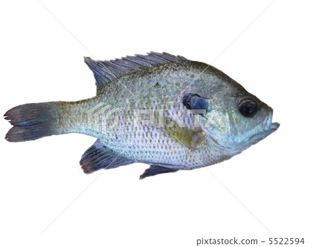 藍鰓（白色背景） 5522594