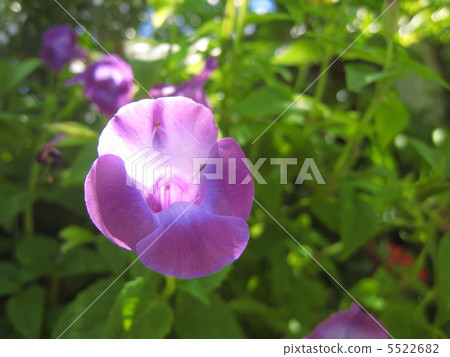 Tsurutorenia 5522682