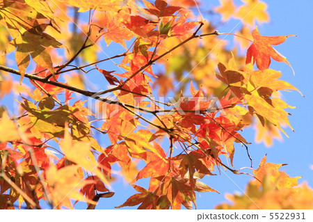楓樹 紅楓 楓葉 5522931