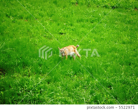Goat on a grass field child 5522971