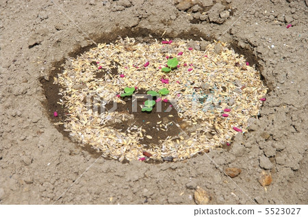 Germination of Chinese cabbage Bud of Chinese cabbage Germination of Chinese cabbage Bud of Chinese cabbage 5523027