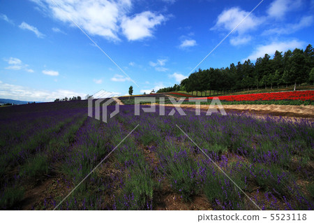 Furano flower garden 5523118