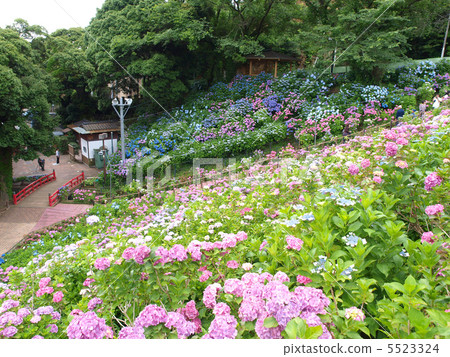 Hara Hot Spring · Hydrangea Hydrangea Hara Hot Spring · Hydrangea Hydrangea 5523324