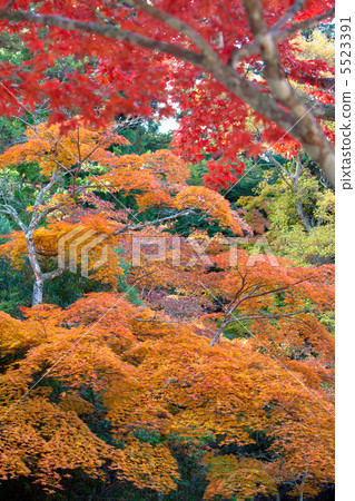 宮島秋葉 5523391