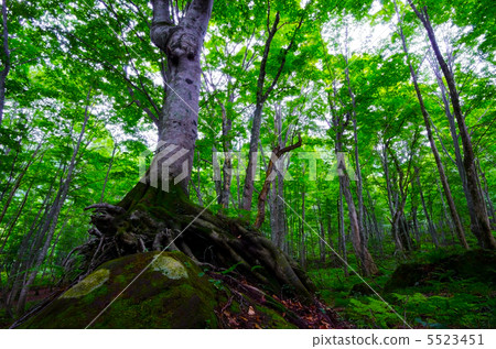 寺山毛櫸森林，白神山脈，秋田縣 5523451