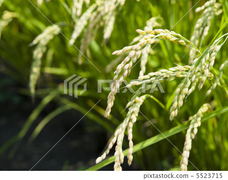Rice Rice 5523715