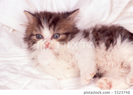 Kitten wrapped in white down Kitten wrapped in white down 5523748