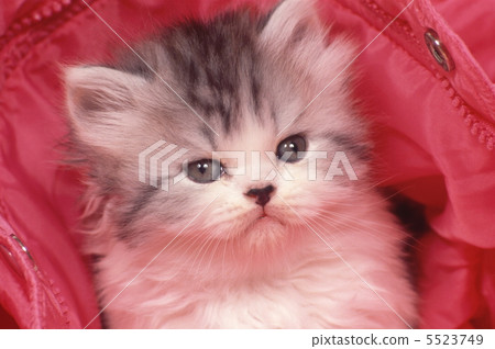 Kitten wrapped in pink down Kitten wrapped in pink down 5523749