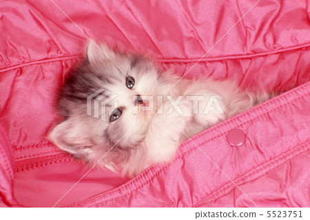Kitten wrapped in pink down 5523751
