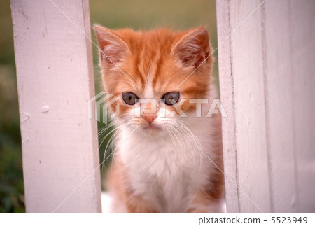 Kitten playing in the garden Kitten playing in the garden 5523949