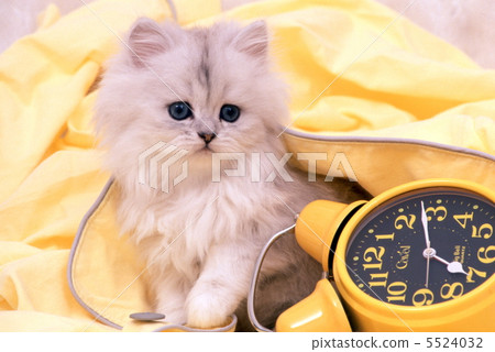 Persian kitten Persian kitten 5524032