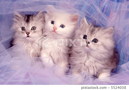 Three good friend kitten Three good friend kitten 5524038