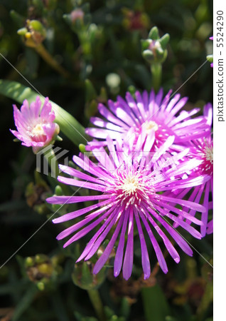 Livingston Daisy 5524290
