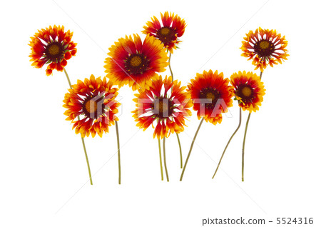 Gaillardia flower Gaillardia flower 5524316