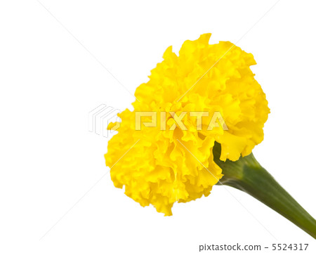 Yellow marigold isolated Yellow marigold isolated 5524317