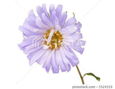 aster isolated aster isolated 5524319